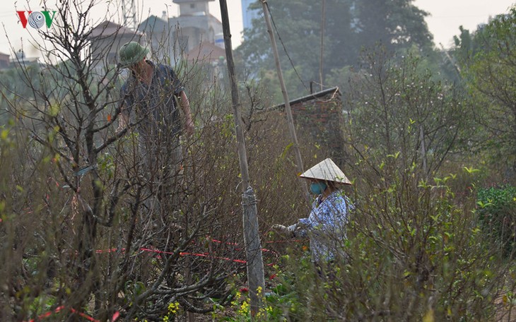 Peach blossoms bloom early in Nhat Tan flower village - ảnh 12